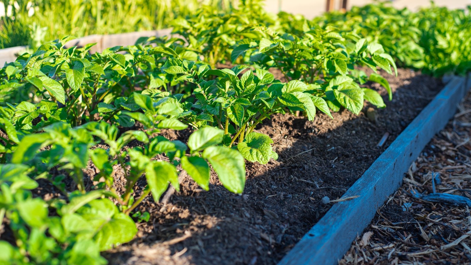 Você está visualizando atualmente Um Guia para Cultivar Vegetais de Raiz em Canteiros Elevados