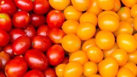 Leia mais sobre o artigo 17 Tomates Cereja para o Seu Jardim de Verão