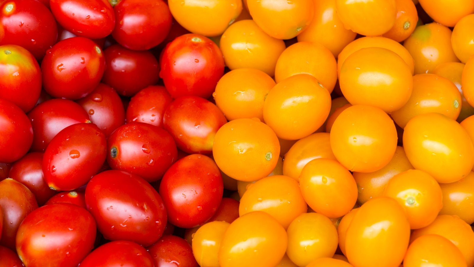 Você está visualizando atualmente 17 Tomates Cereja para o Seu Jardim de Verão