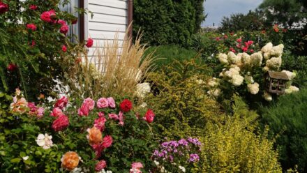 Leia mais sobre o artigo 7 Combinações Infalíveis de Rosas e Hortênsias para o Seu Jardim