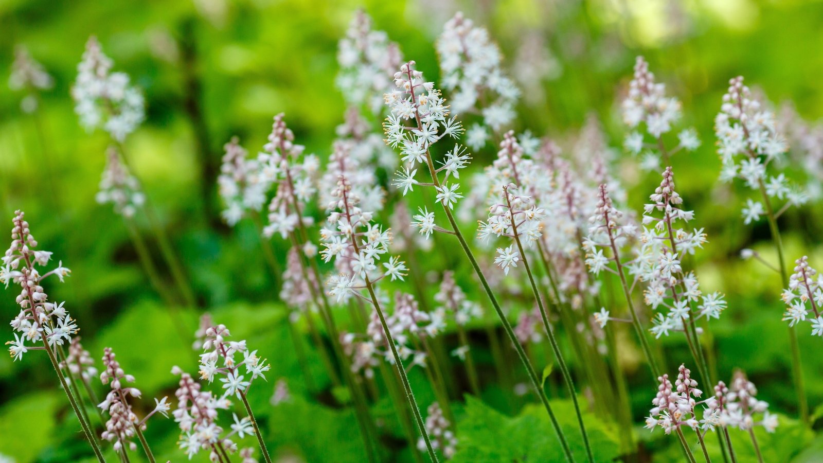 Você está visualizando atualmente Como Plantar, Cultivar e Cuidar de Tiarella