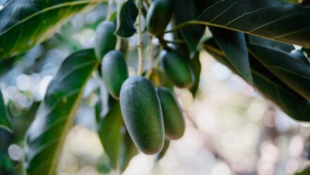 Leia mais sobre o artigo Como Plantar, Cultivar e Cuidar de Árvores de Abacate ‘Bacon’