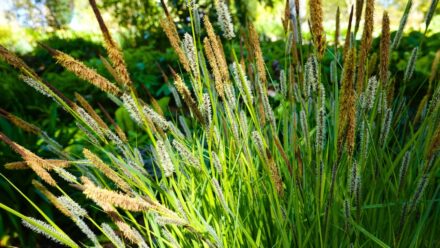Leia mais sobre o artigo Como Plantar, Cultivar e Cuidar de Sedge (Carex)