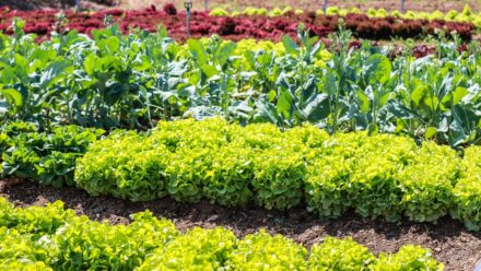 Leia mais sobre o artigo 9 Erros de Jardim de Vegetais para Evitar Este Ano