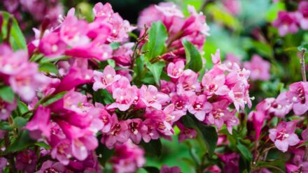 Leia mais sobre o artigo 17 Lindas Variedades de Weigela Resistentes a Veados para o seu Jardim