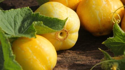 Leia mais sobre o artigo Como Plantar, Cultivar e Cuidar de Pepinos Limão