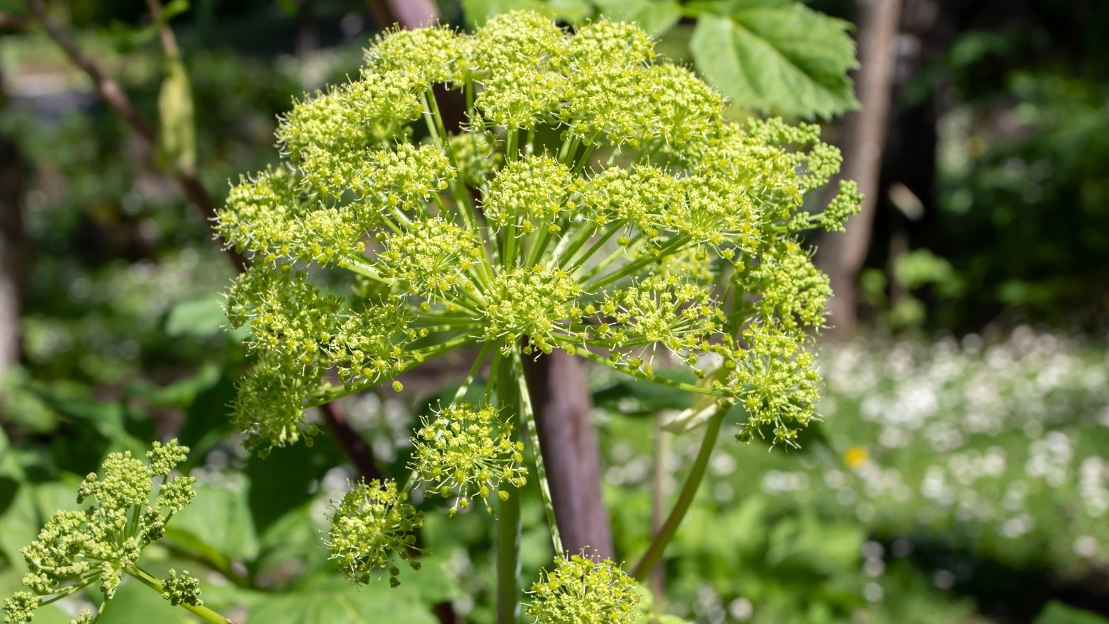 Você está visualizando atualmente Como Plantar, Cultivar e Cuidar da Angélica