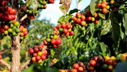 Leia mais sobre o artigo Como Plantar, Cultivar e Cuidar de Plantas de Café Arábica