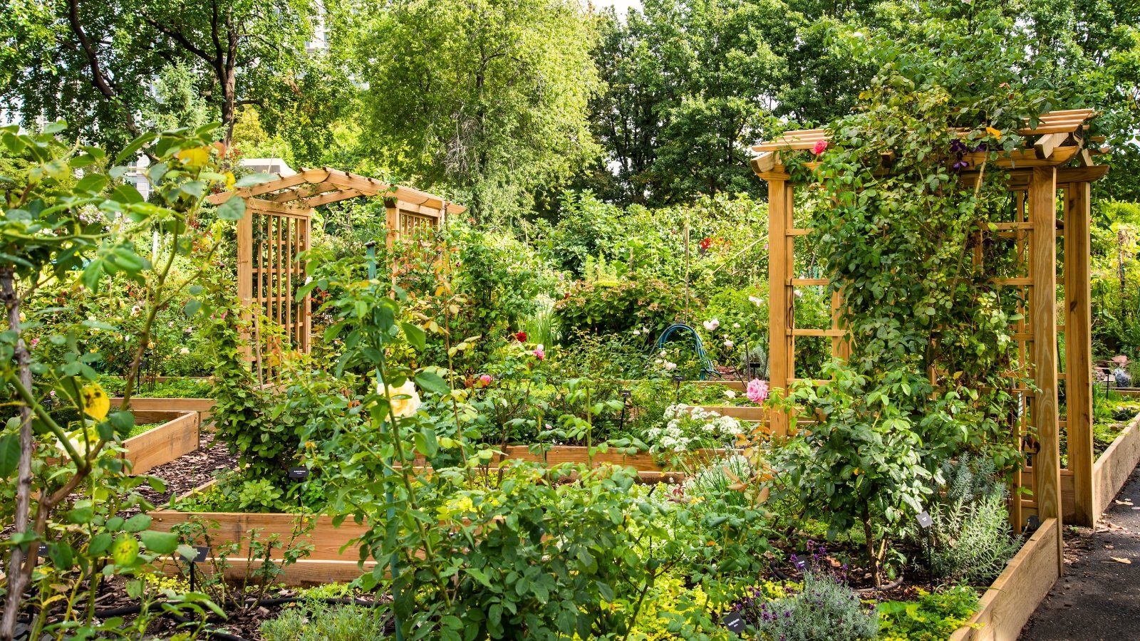 Você está visualizando atualmente 19 Melhores Plantas Para Cultivar em Arcos em Canteiros Elevados