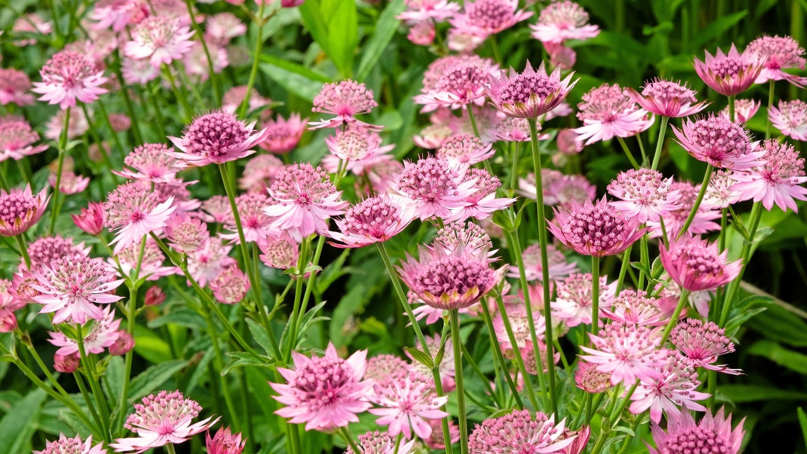 Você está visualizando atualmente Como Plantar, Cultivar e Cuidar de Astrantia