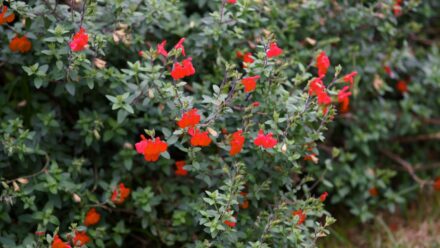 Leia mais sobre o artigo Como Plantar, Cultivar e Cuidar da Salvia de Outono