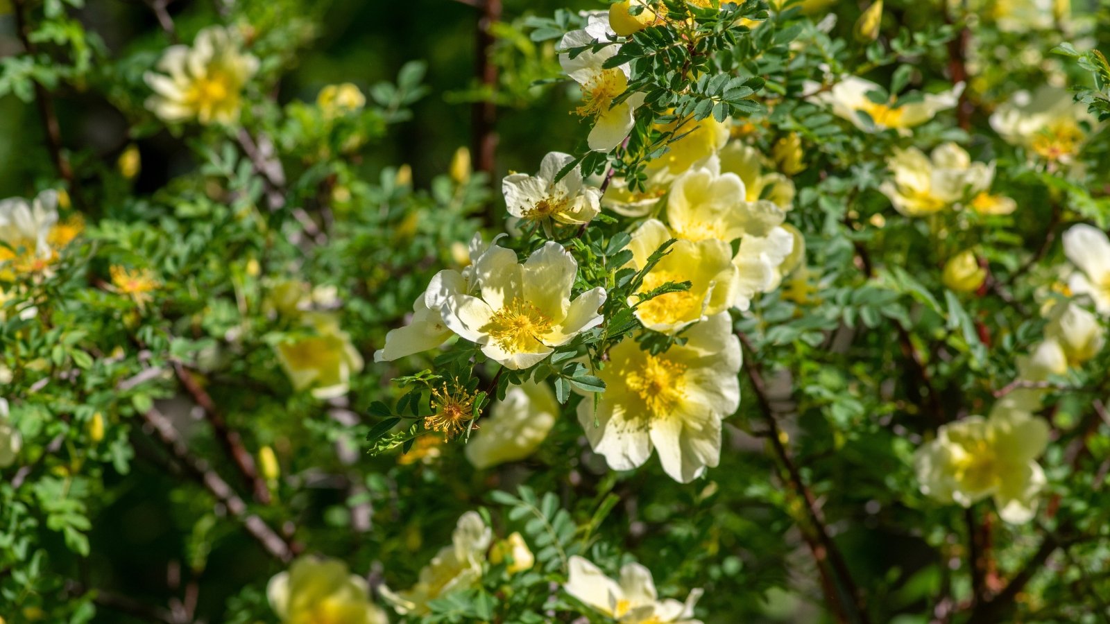 Você está visualizando atualmente 15 Rosas com Foliagem Linda