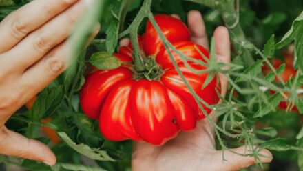 Leia mais sobre o artigo 5 Dicas para Cultivar Tomates Realmente Grandes