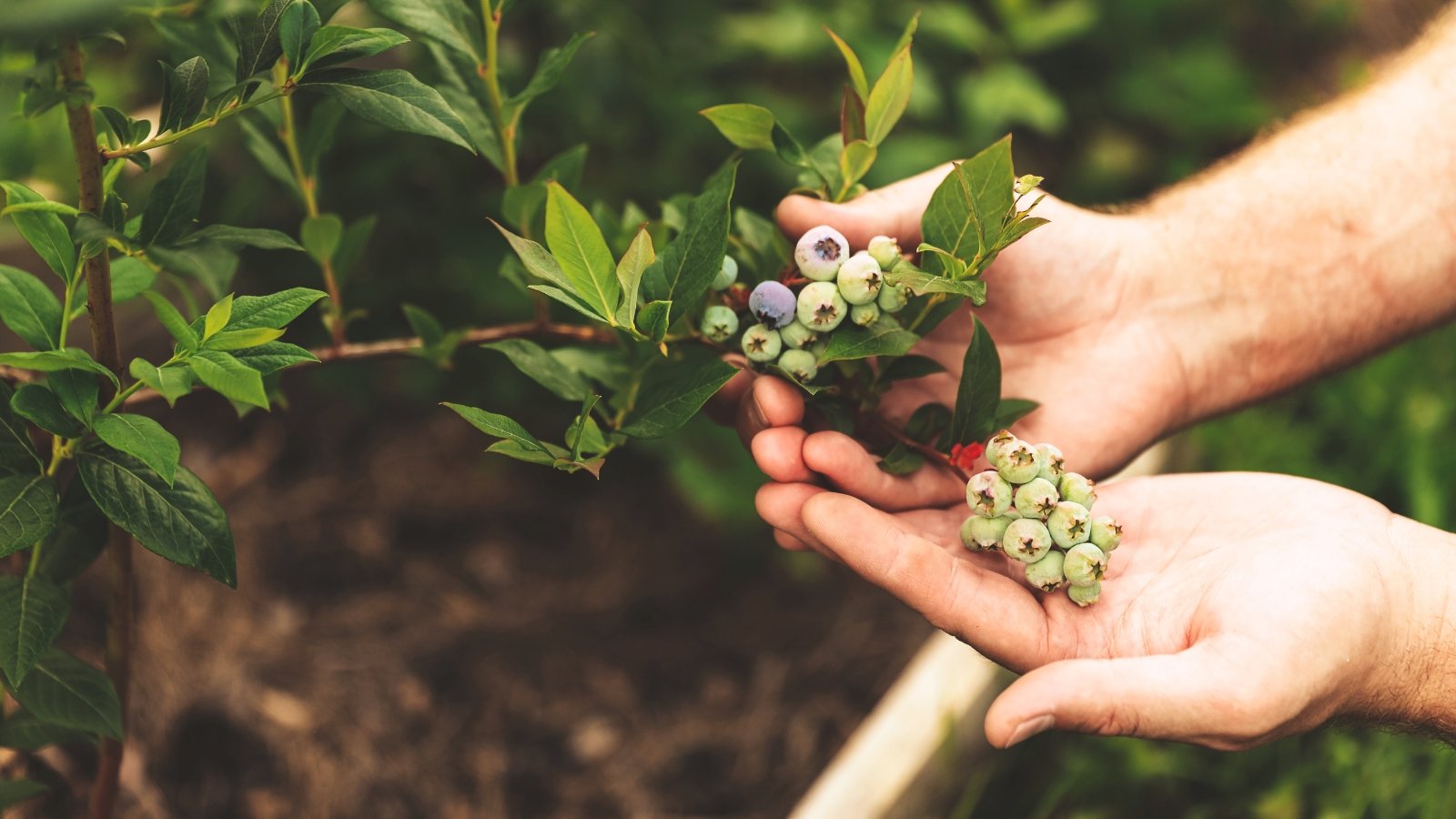 Você está visualizando atualmente Um Guia Completo para Cultivar Mirtilos em Canteiros Elevados