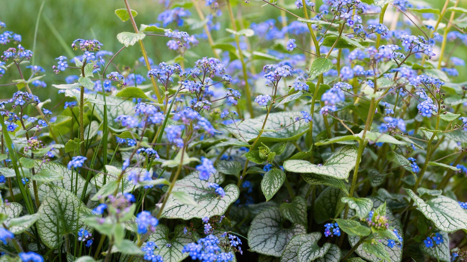 Você está visualizando atualmente Como Plantar, Cultivar e Cuidar de Brunnera