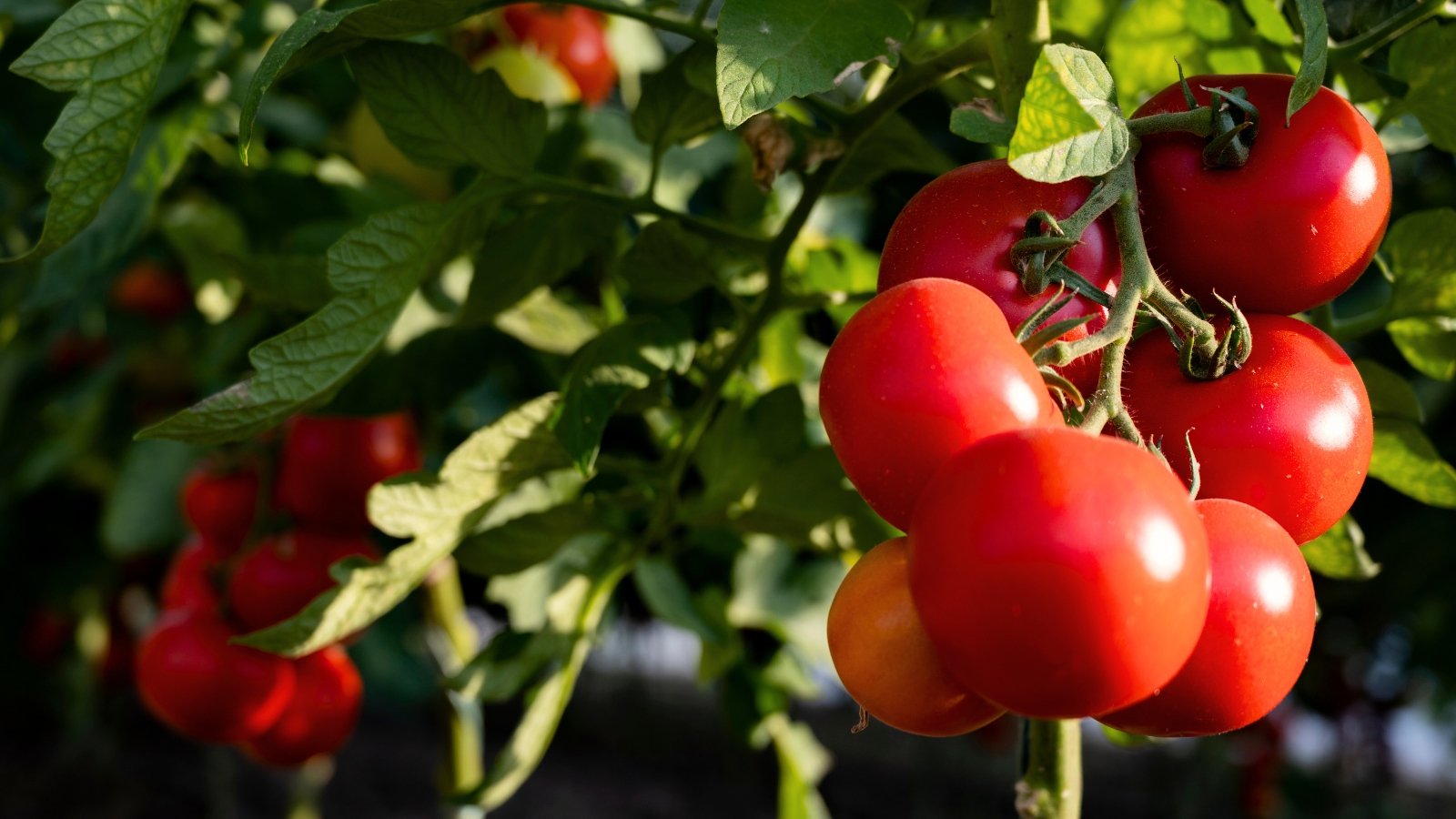 Você está visualizando atualmente Como plantar, cultivar e cuidar dos tomates ‘Celebrity’