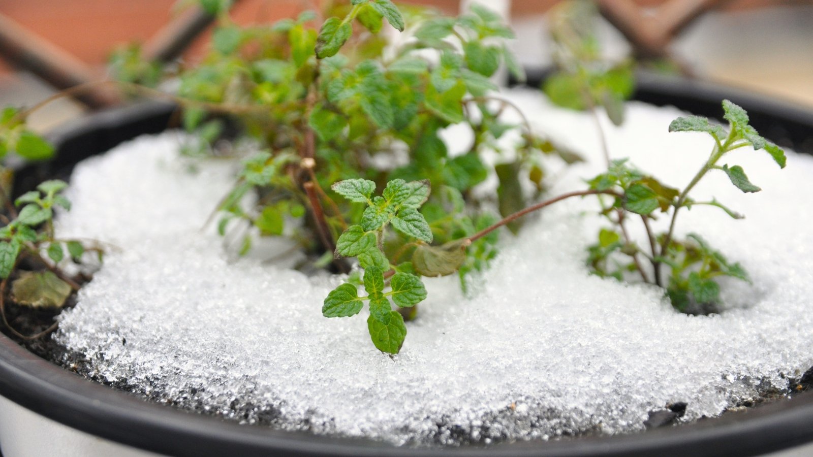 Você está visualizando atualmente 25 Ervas Resistentes ao Frio que Sobrevivem ao Inverno no Jardim