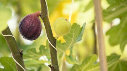 Leia mais sobre o artigo Como Plantar, Cultivar e Cuidar de Árvores de Figo ‘Fignomenal’