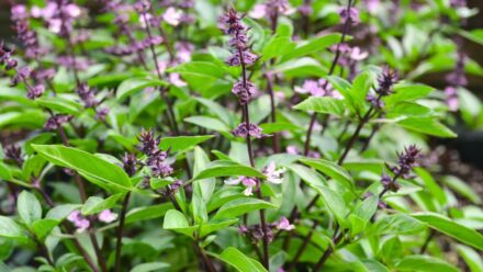 Leia mais sobre o artigo 27 Belas Ervas Floridas para Uso Culinário e Ornamental