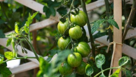 Leia mais sobre o artigo Como Plantar, Cultivar e Cuidar dos Tomates ‘Green Zebra’