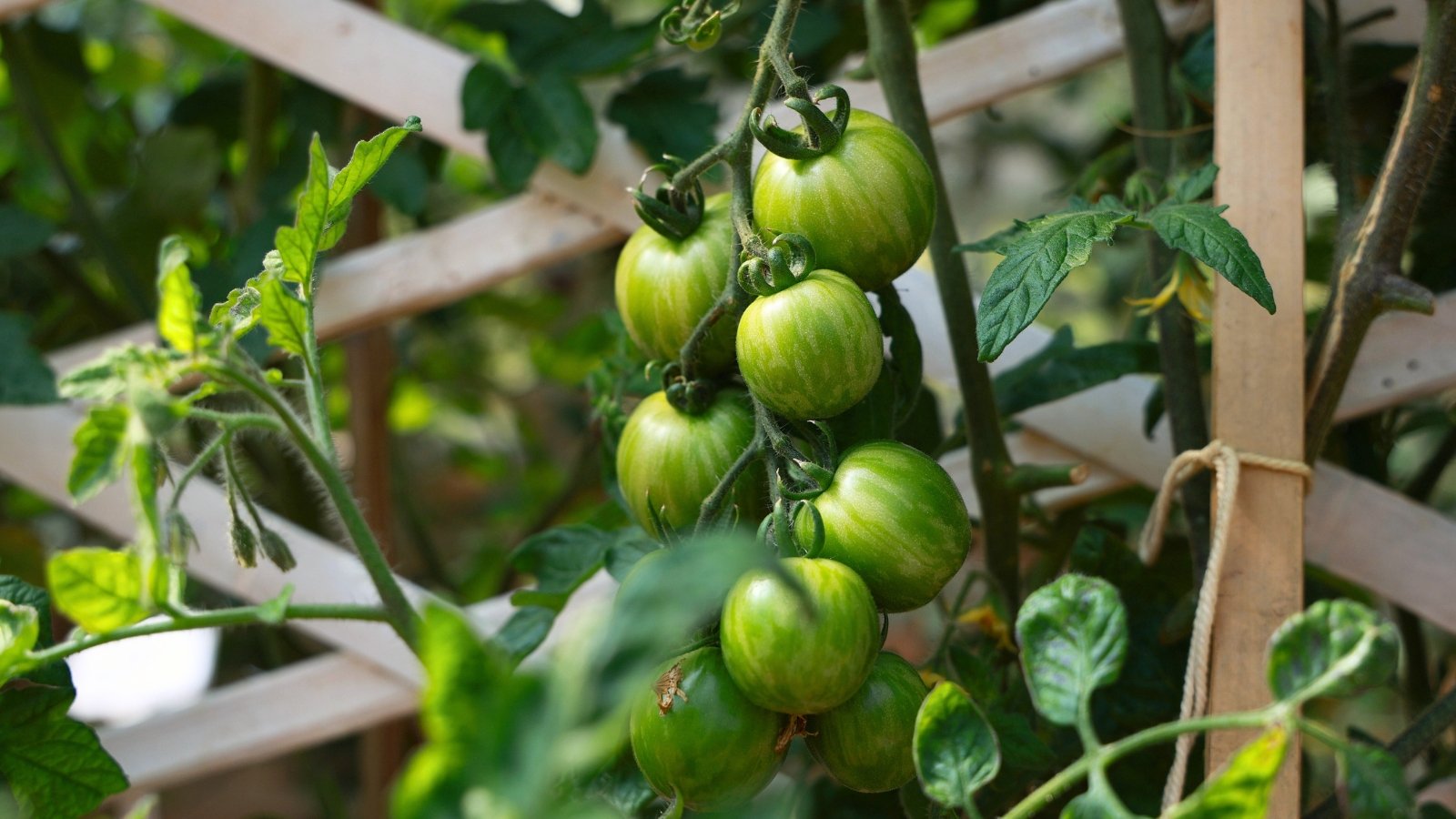 No momento, você está visualizando Como Plantar, Cultivar e Cuidar dos Tomates ‘Green Zebra’