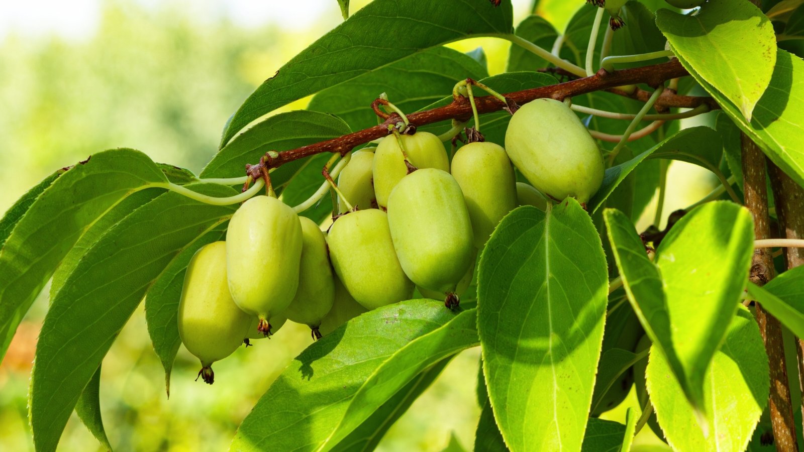 Você está visualizando atualmente Como Plantar, Cultivar e Cuidar de Vinhas de Kiwi ‘Prolífico’ Resistente