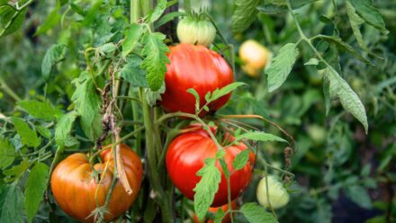 Leia mais sobre o artigo Como Plantar, Cultivar e Cuidar de Tomates Heirloom