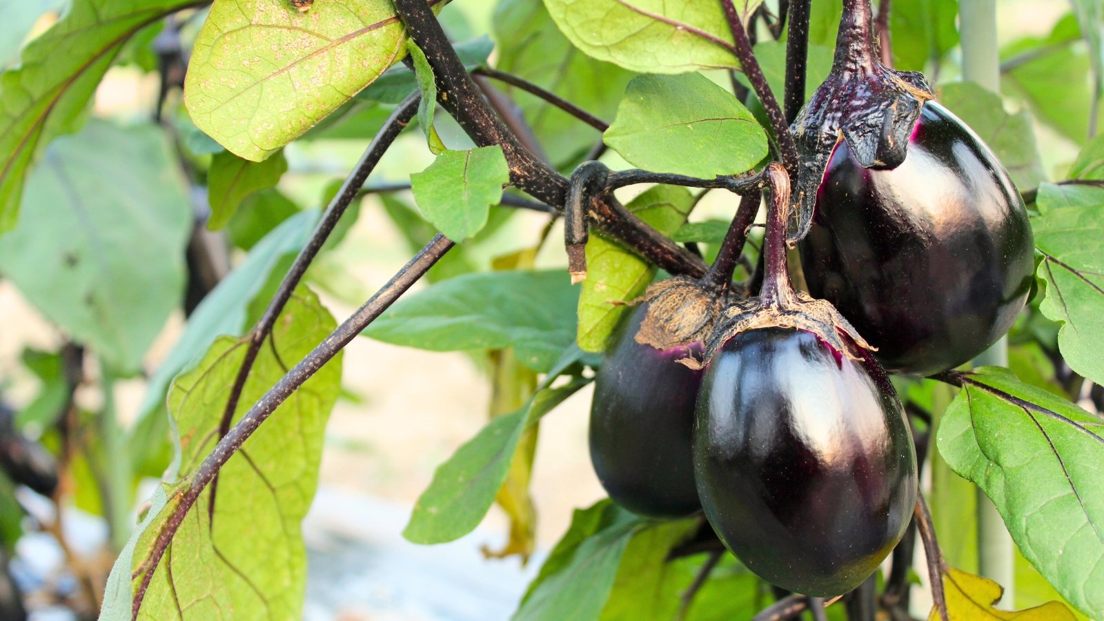 Você está visualizando atualmente 17 Vegetais para Plantar em Junho