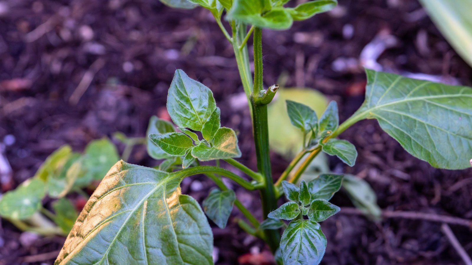 Você está visualizando atualmente Como Podar Plantas de Pimentão Para Aumentar Sua Colheita