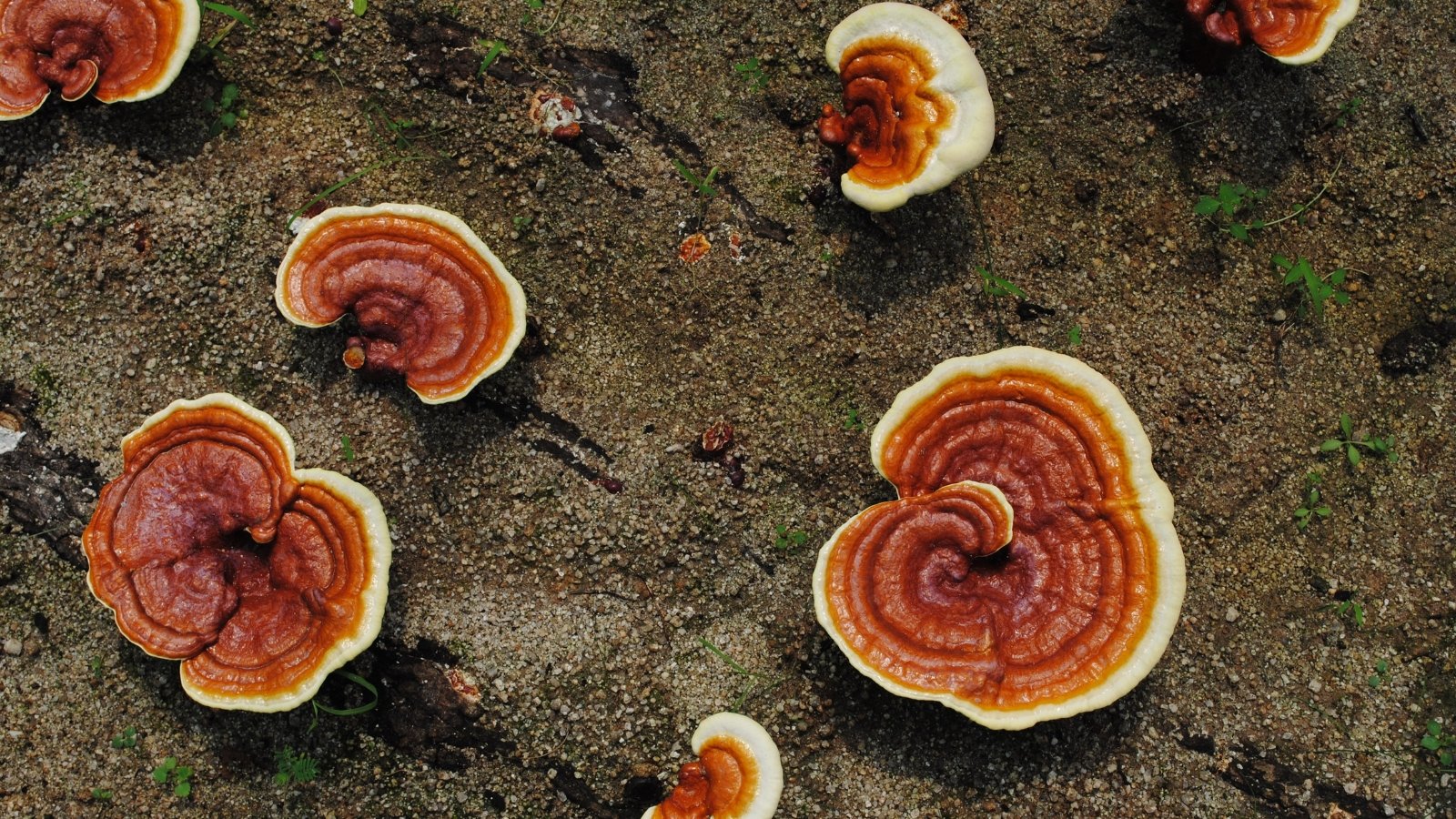 Você está visualizando atualmente Como Plantar, Cultivar e Cuidar de Cogumelos Reishi