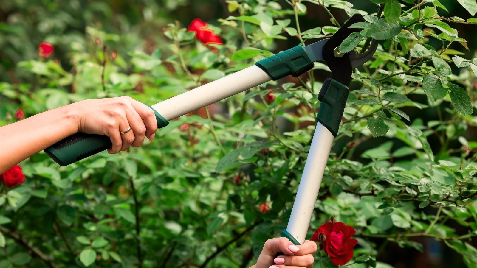 Você está visualizando atualmente 5 Erros de Poda de Rosas Para Evitar Nesta Estação