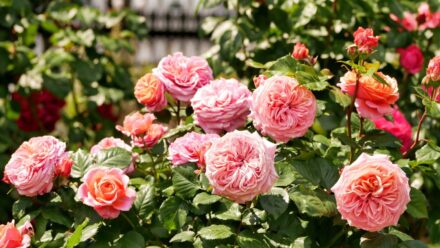 Leia mais sobre o artigo Um Guia Completo para Cultivar Rosas na Zona 9