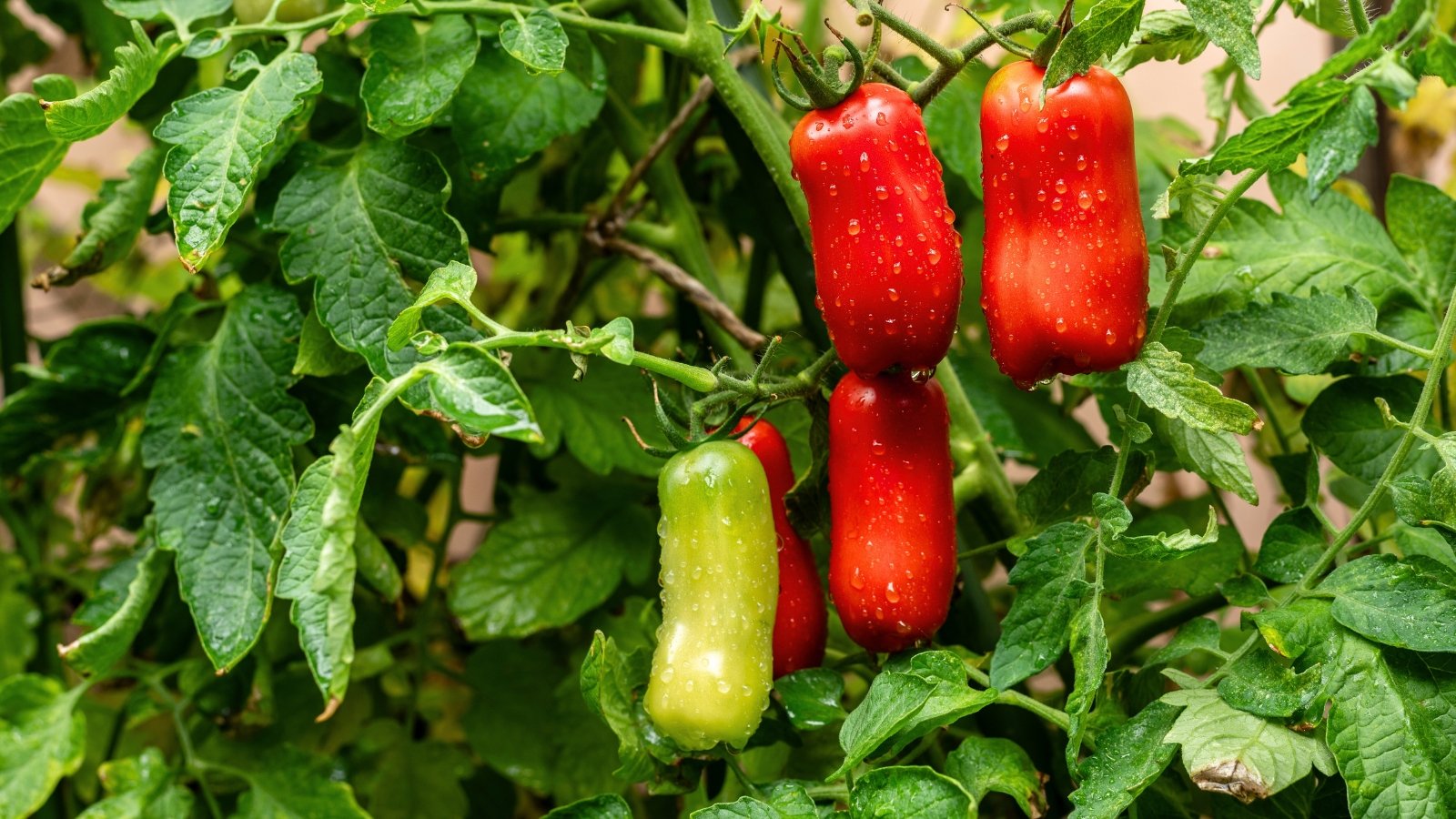 Você está visualizando atualmente Como Plantar, Cultivar e Cuidar dos Tomates ‘San Marzano’