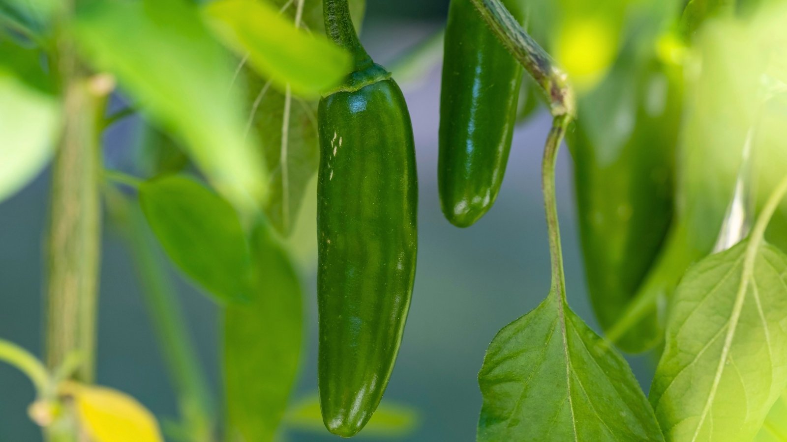 Você está visualizando atualmente Como Plantar, Cultivar e Cuidar de Pimentas Serrano