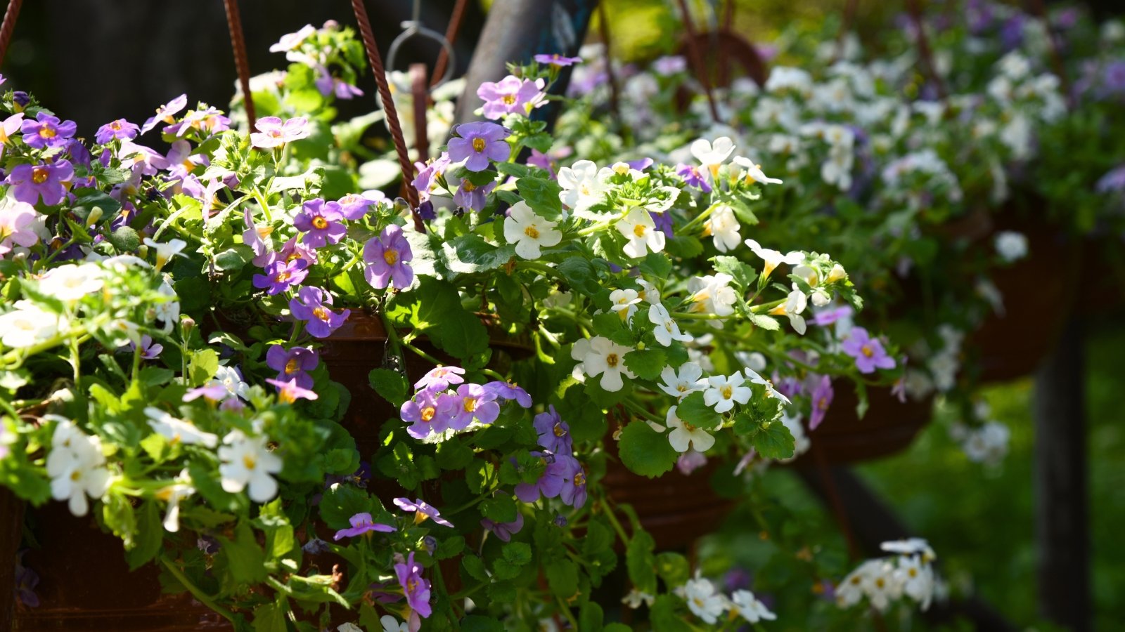 Você está visualizando atualmente 19 Plantas para Belos Cestos Suspensos na Sombra