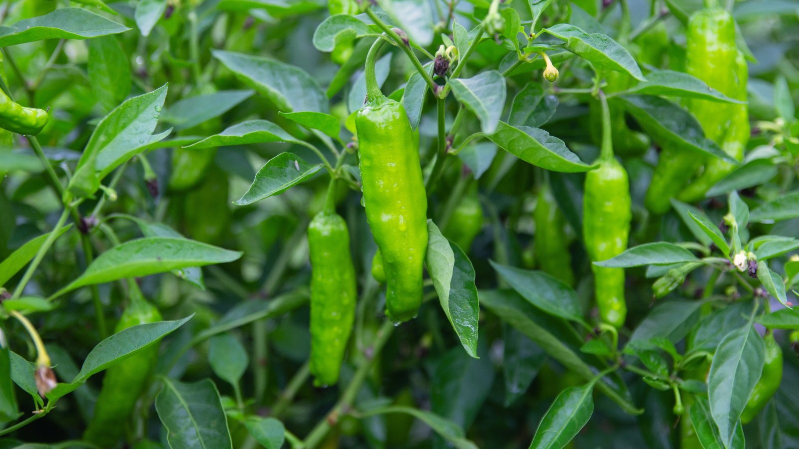 Você está visualizando atualmente Como Plantar, Cultivar e Cuidar de Pimentões Shishito