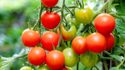 Leia mais sobre o artigo 13 Dicas para os Tomates Mais Doces e Saborosos em Português