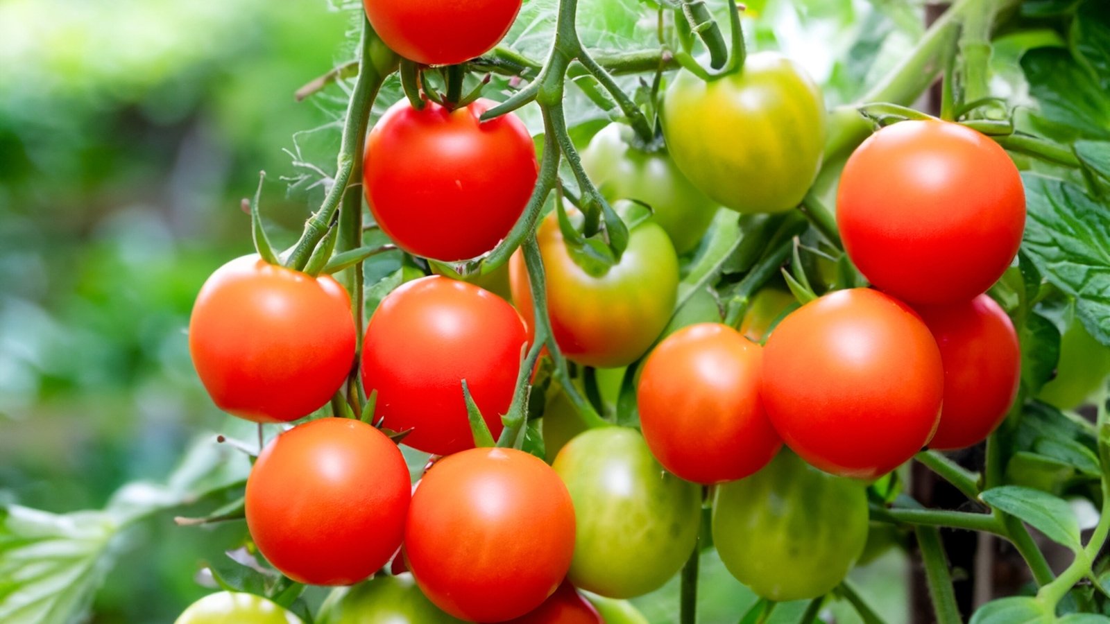 Você está visualizando atualmente 13 Dicas para os Tomates Mais Doces e Saborosos em Português