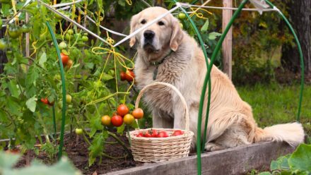 Leia mais sobre o artigo Os tomateiros são tóxicos para cães e gatos?