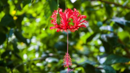 Leia mais sobre o artigo 13 Plantas Tropicais com Flores Vermelhas