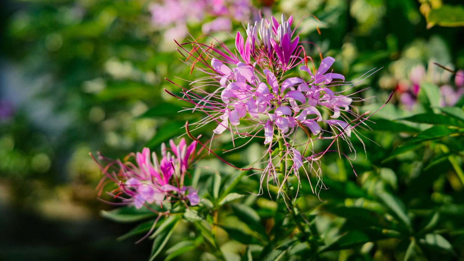 Você está visualizando atualmente 13 Flores Incomuns para o Seu Jardim de Corte