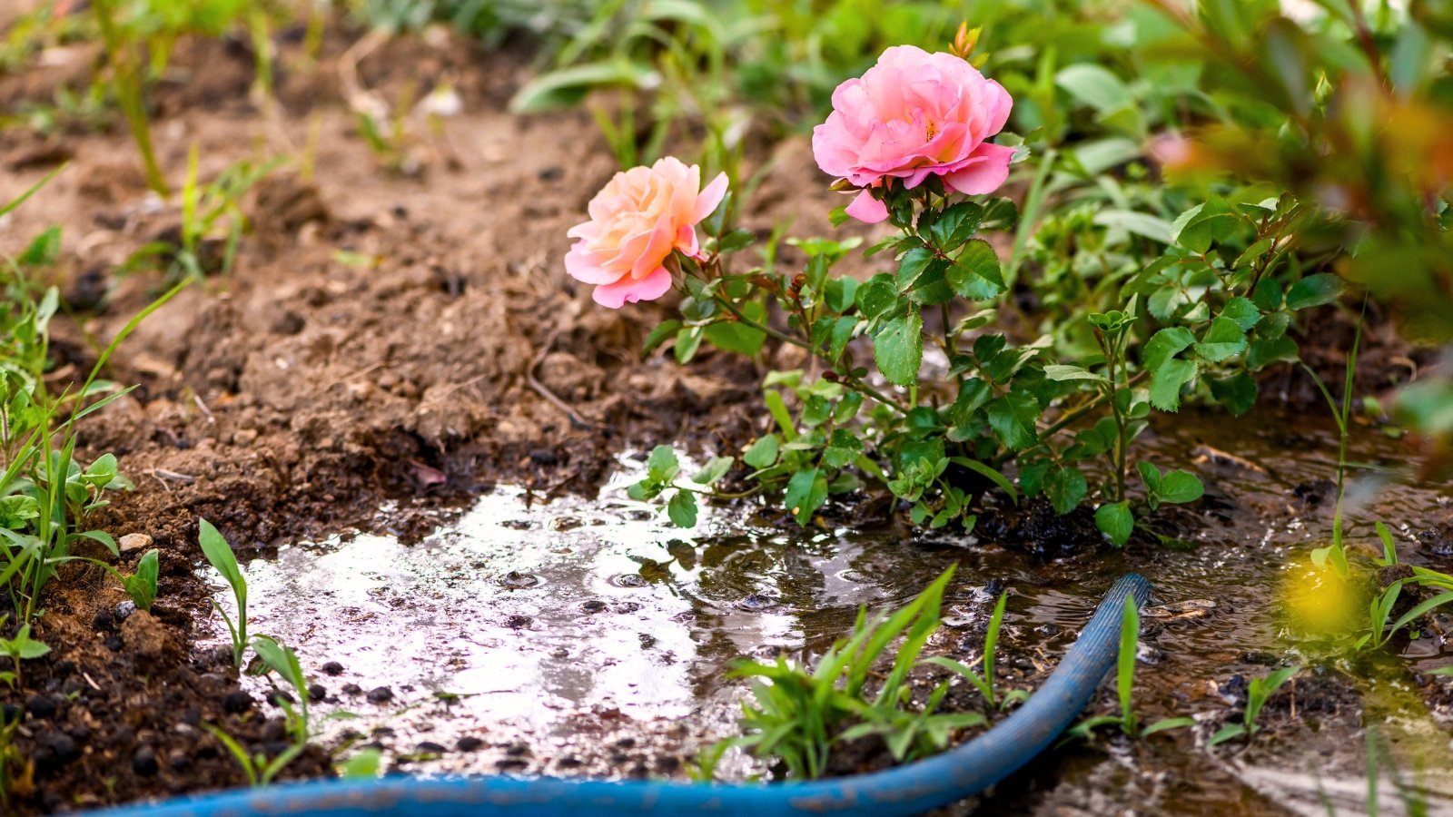 Você está visualizando atualmente 5 Dicas para Regar Suas Rosas Este Verão