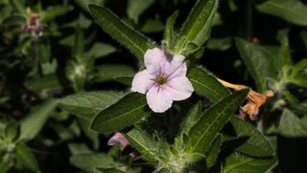 Leia mais sobre o artigo Como Plantar, Cultivar e Cuidar de Petúnias Selvagens