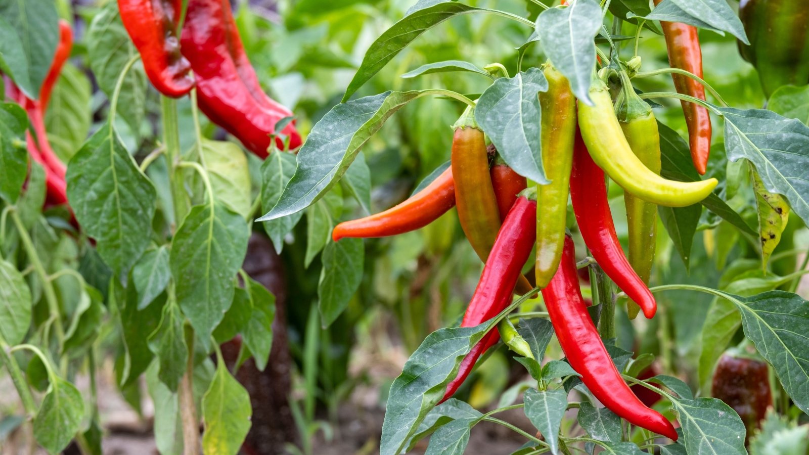 Você está visualizando atualmente Não Cometa Esses 7 Erros ao Cultivar Pimentas Este Ano