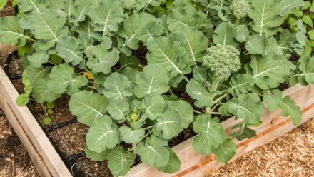 Leia mais sobre o artigo Como Cultivar Brócolis em Canteiros Elevados: Um Guia Completo