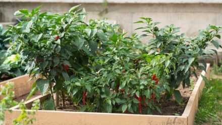 Leia mais sobre o artigo Como Cultivar Pimentas em Canteiros Elevados para uma Colheita Abundante