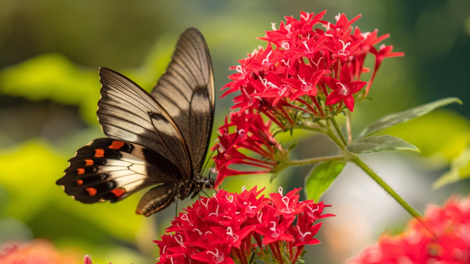 Você está visualizando atualmente Como Plantar, Cultivar e Cuidar de Pentas