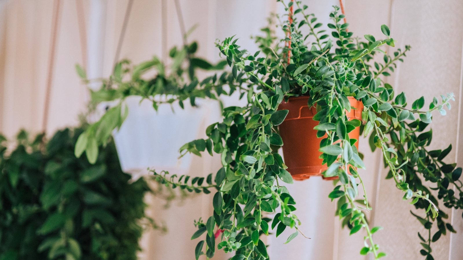 Você está visualizando atualmente 19 Belas Plantas de Casa Suspensas para Interesse Vertical