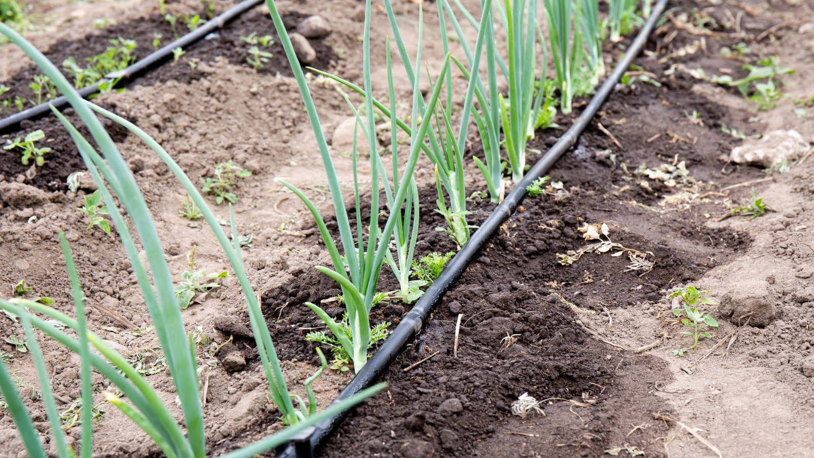 Você está visualizando atualmente 7 Maneiras de Economizar Água no Jardim neste Verão