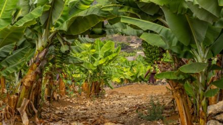 Leia mais sobre o artigo Como Plantar, Cultivar e Cuidar das Bananeiras ‘Dwarf Cavendish’
